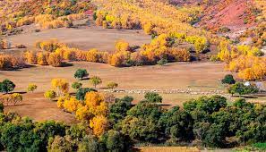 Ulan Butong Grassland 